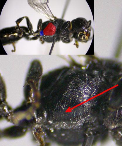 Réf. 125 294 : Crossocerus elongatulus