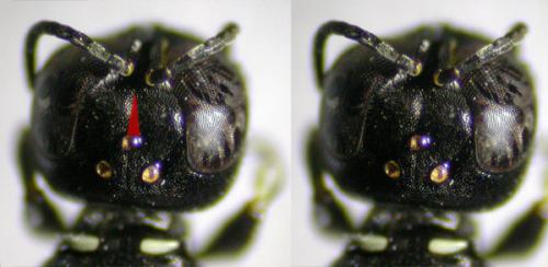 Réf. 125 296 : Crossocerus elongatulus