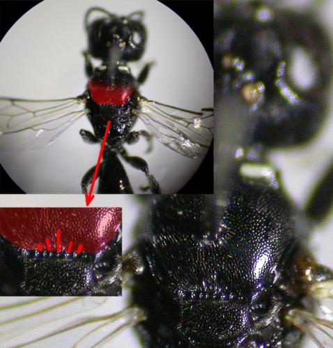 Réf. 125 295 : Crossocerus elongatulus