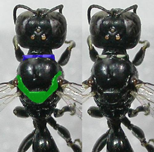 Crossocerus elongatulus