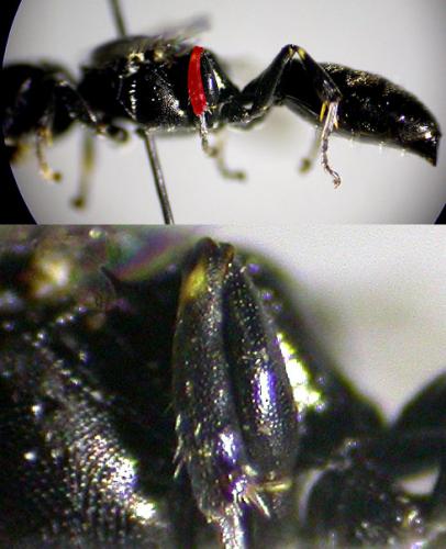 Crossocerus elongatulus