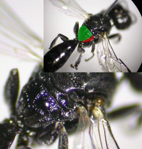 Réf. 125 280 : Crossocerus elongatulus
