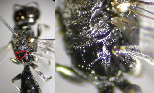 Réf. 125 281 : Crossocerus elongatulus