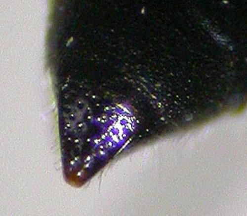 Réf. 125 293 : Crossocerus elongatulus