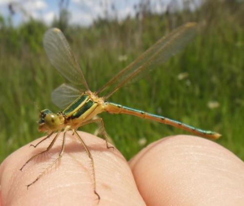 Lestes barbarus