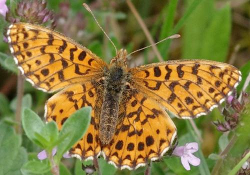 Boloria dia