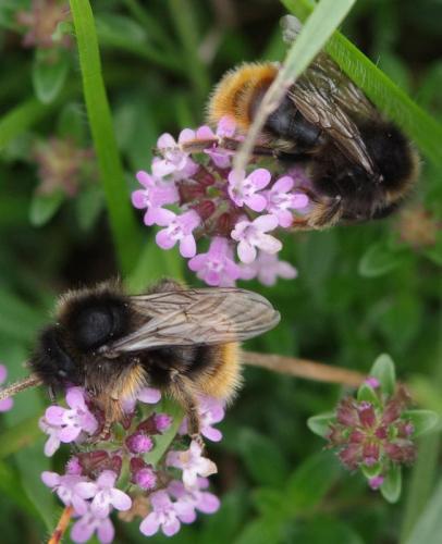Bombus sp.