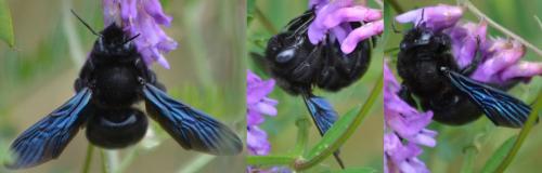 Xylocopa sp.