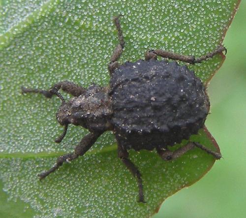 Brachycerus muricatus