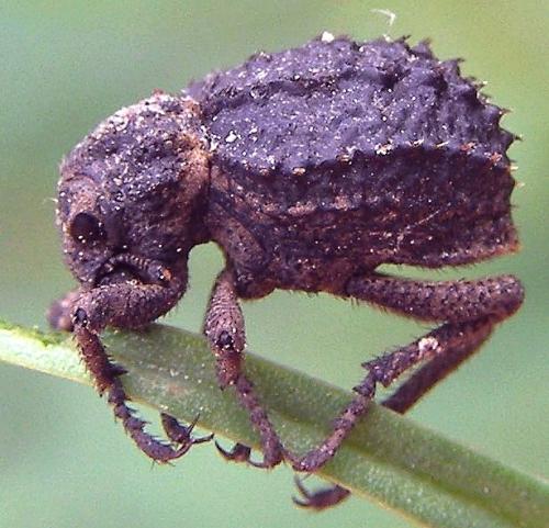 Brachycerus muricatus