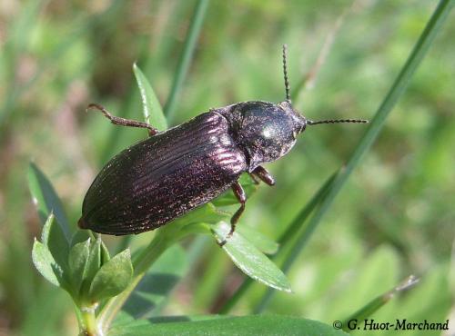 Selatosomus latus