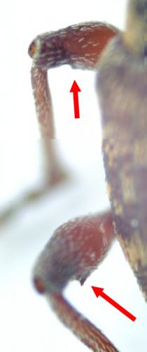 Curculio betulae