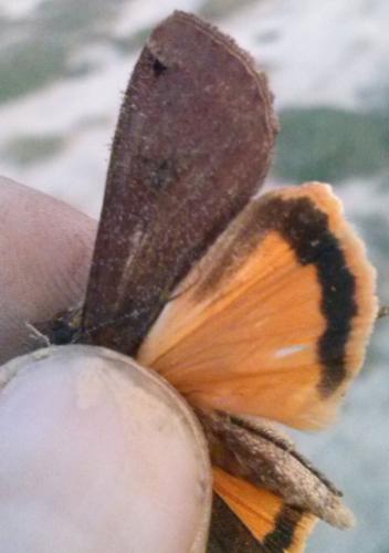 Noctua pronuba