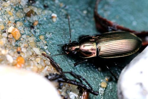Réf. 125 891 : Poecilus cupreus