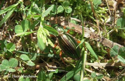 Carabus auratus