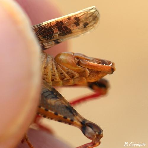 Calliptamus barbarus barbarus