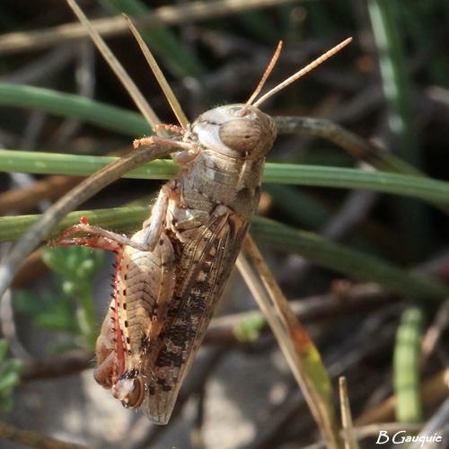 Calliptamus barbarus barbarus