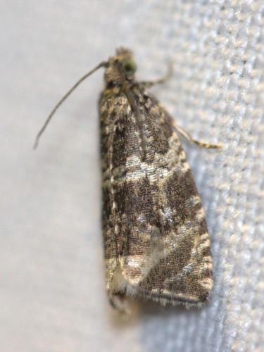 Réf. 125 398 : Celypha lacunana