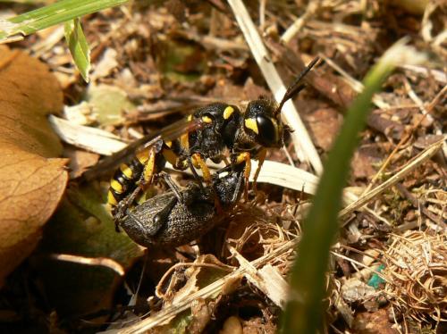 Cerceris arenaria