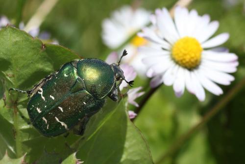 Réf. 125 901 : Cetonia aurata aurata