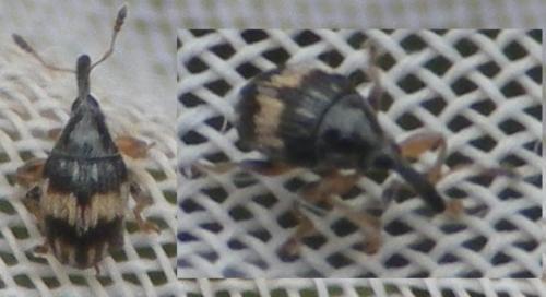 Réf. 125 300 : Nanophyes marmoratus