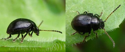 Réf. 125 617 : Colaspidema barbarum