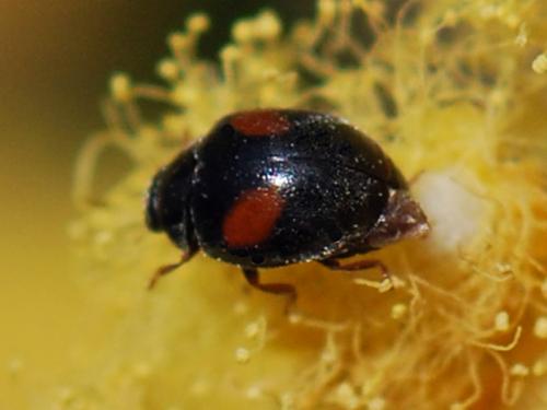 Réf. 125 154 : Scymnus sp.