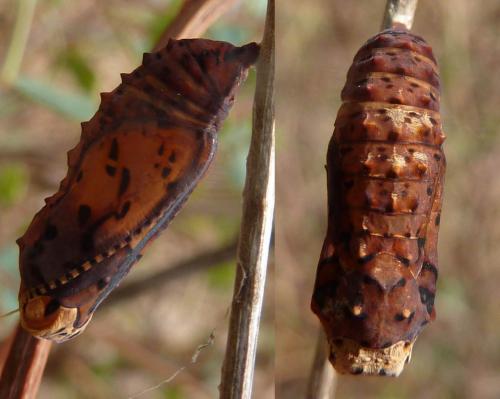 Melitaea sp.
