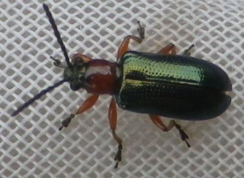 Oulema sp.