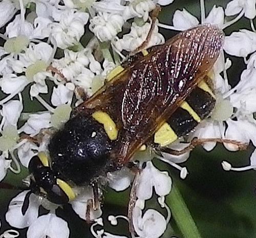 Stratiomys sp.