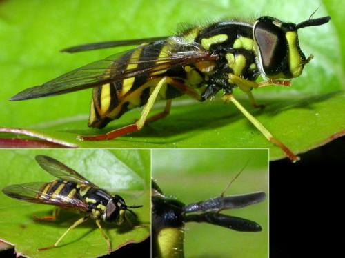 Réf. 125 546 : Chrysotoxum intermedium
