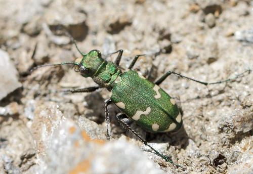 Réf. 125 750 : Cicindela gallica