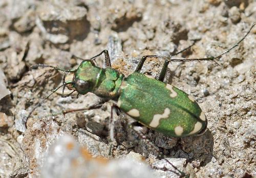 Réf. 125 751 : Cicindela gallica