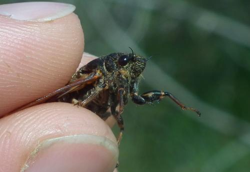 Cicadetta sp.