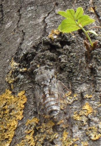 Réf. 125 275 : Cicada orni