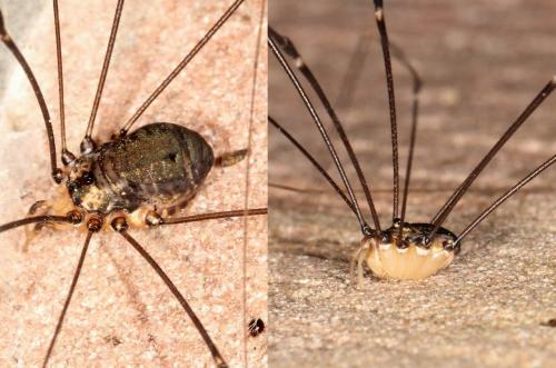 Réf. 125 955 : Leiobunum sp-a