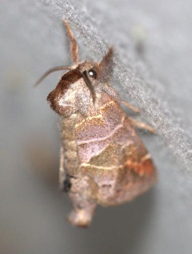 Réf. 125 059 : Clostera pigra