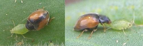 Scymnus sp.