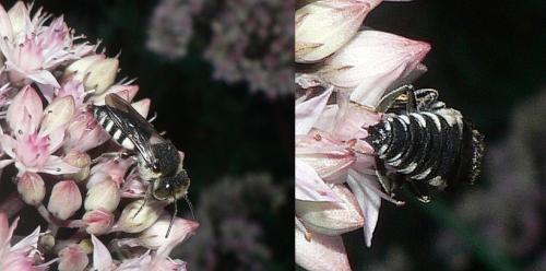 Coelioxys sp.