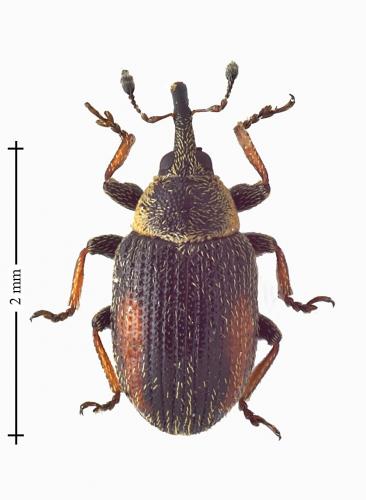 Gymnetron veronicae