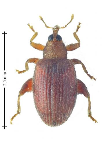 Orchestes betuleti