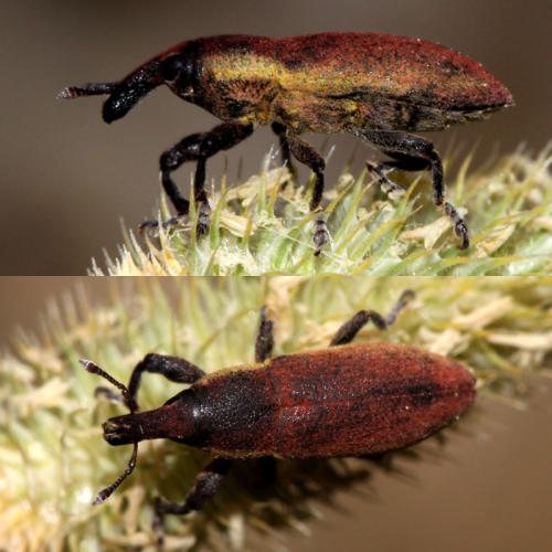 Lixus angustus