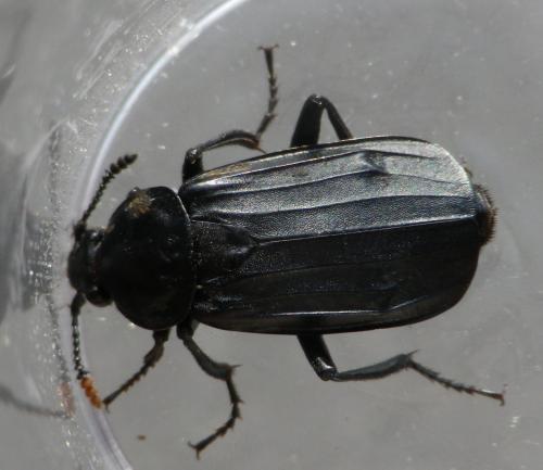 Réf. 125 242 : Necrodes littoralis