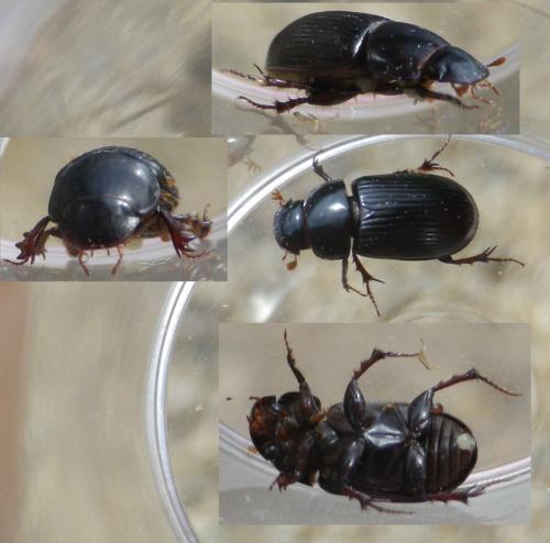 Acrossus rufipes