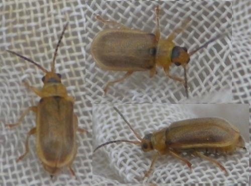Réf. 125 247 : Galerucella sp.