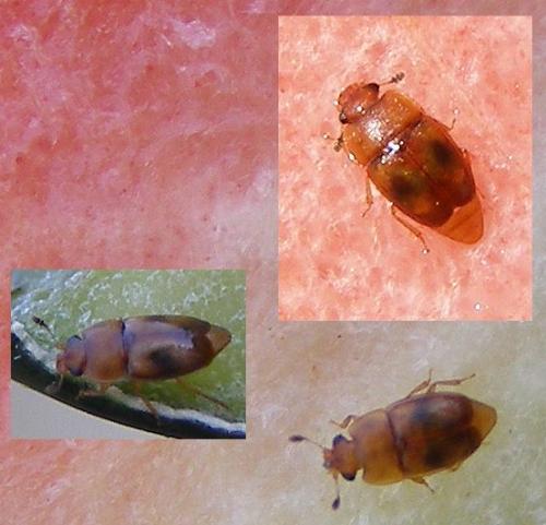 Réf. 125 730 : Epuraea sp.