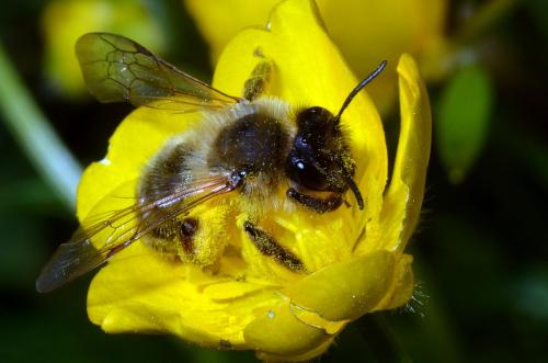 Andrena sp.