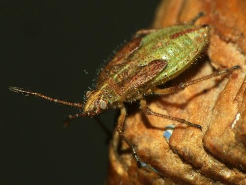 Corizus hyoscyami hyoscyami