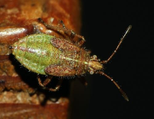 Corizus hyoscyami hyoscyami