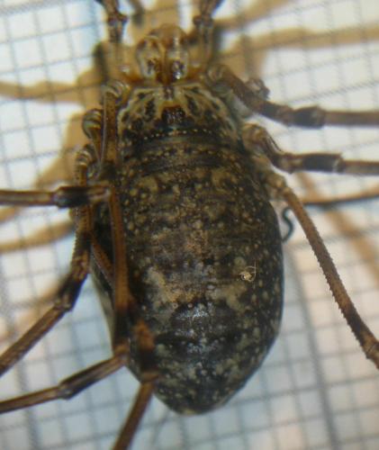 Mitopus glacialis